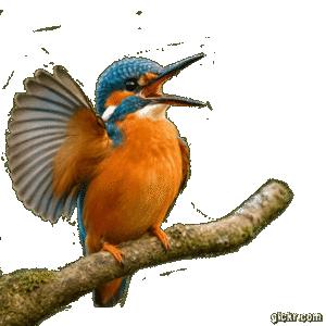 Animated GIF made with Gickr