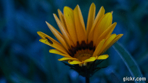 Animated GIF made with Gickr