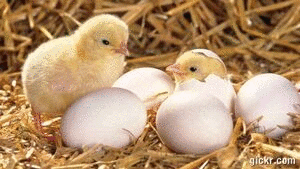 Animated GIF made with Gickr