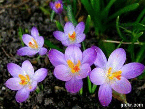 Animated GIF made with Gickr