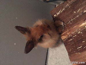 Animated GIF made with Gickr