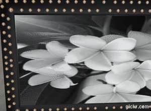 Animated GIF made with Gickr