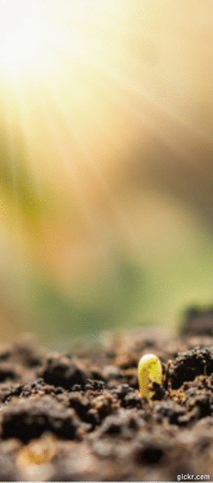 Animated GIF made with Gickr