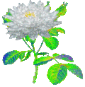 Animated GIF made with Gickr