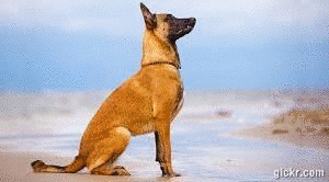 Animated GIF made with Gickr