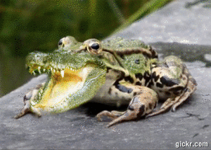 Animated GIF made with Gickr