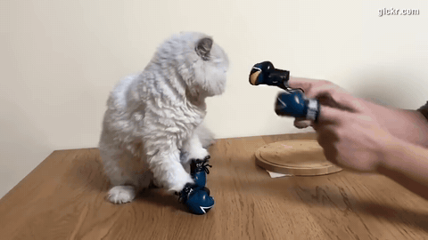Animated GIF made with Gickr