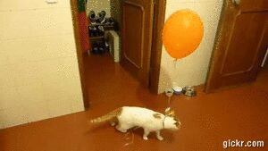 Animated GIF made with Gickr