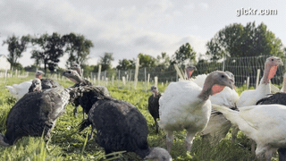 Animated GIF made with Gickr