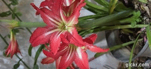 Animated GIF made with Gickr
