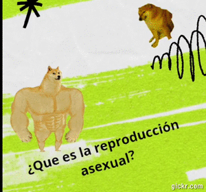 Animated GIF made with Gickr