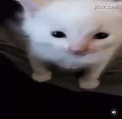 Animated GIF made with Gickr