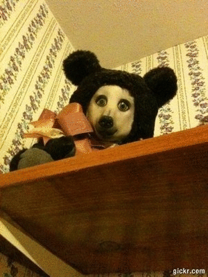 Animated GIF made with Gickr