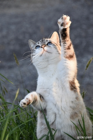 Animated GIF made with Gickr