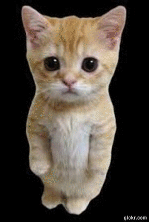 Animated GIF made with Gickr