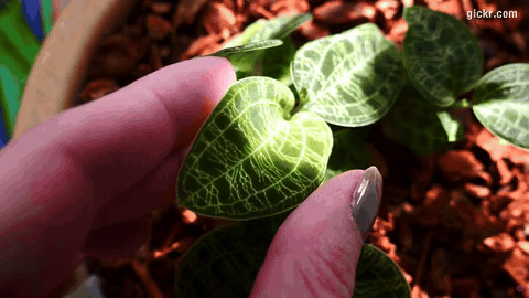 Animated GIF made with Gickr