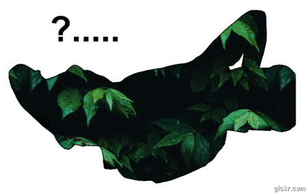 Animated GIF made with Gickr