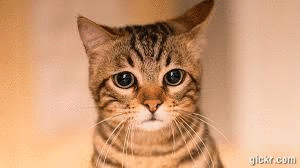 Animated GIF made with Gickr