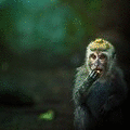 Animated GIF made with Gickr