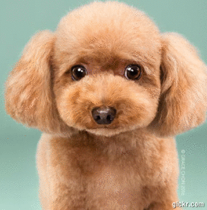 Animated GIF made with Gickr