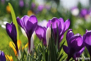 Animated GIF made with Gickr