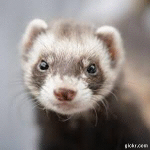 Animated GIF made with Gickr