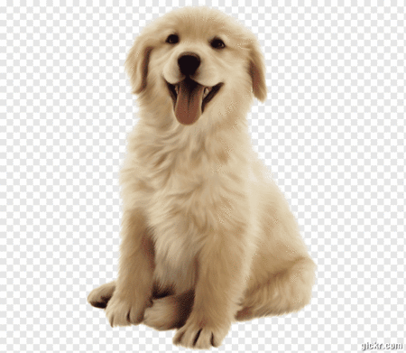 Animated GIF made with Gickr