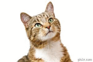 Animated GIF made with Gickr