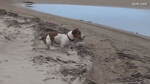 Animated GIF made with Gickr