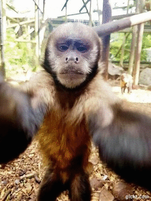 Animated GIF made with Gickr