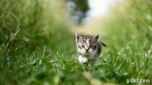Animated GIF made with Gickr