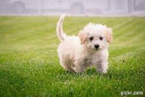 Animated GIF made with Gickr