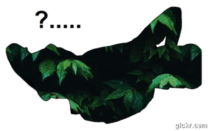 Animated GIF made with Gickr