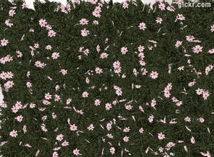 Animated GIF made with Gickr