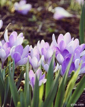Animated GIF made with Gickr