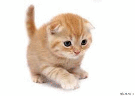 Animated GIF made with Gickr