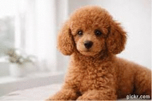 Animated GIF made with Gickr