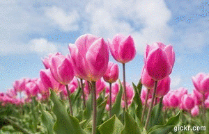 Animated GIF made with Gickr