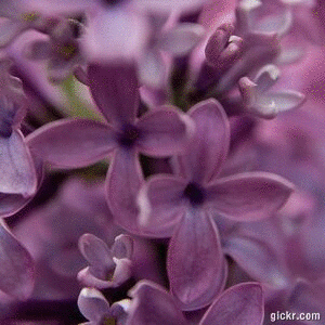 Animated GIF made with Gickr