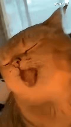 Animated GIF made with Gickr