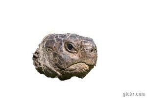 Animated GIF made with Gickr