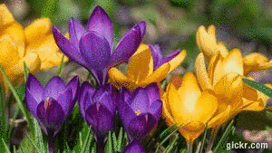Animated GIF made with Gickr