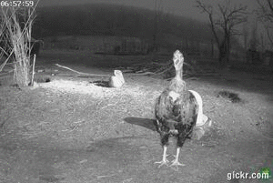 Animated GIF made with Gickr