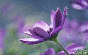 Animated GIF made with Gickr