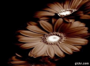 Animated GIF made with Gickr