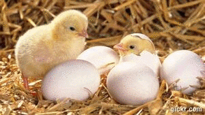 Animated GIF made with Gickr