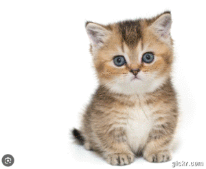 Animated GIF made with Gickr