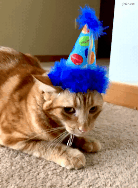 Animated GIF made with Gickr