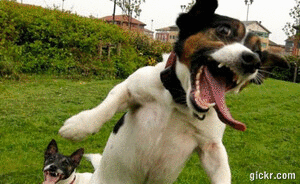 Animated GIF made with Gickr