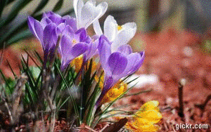 Animated GIF made with Gickr